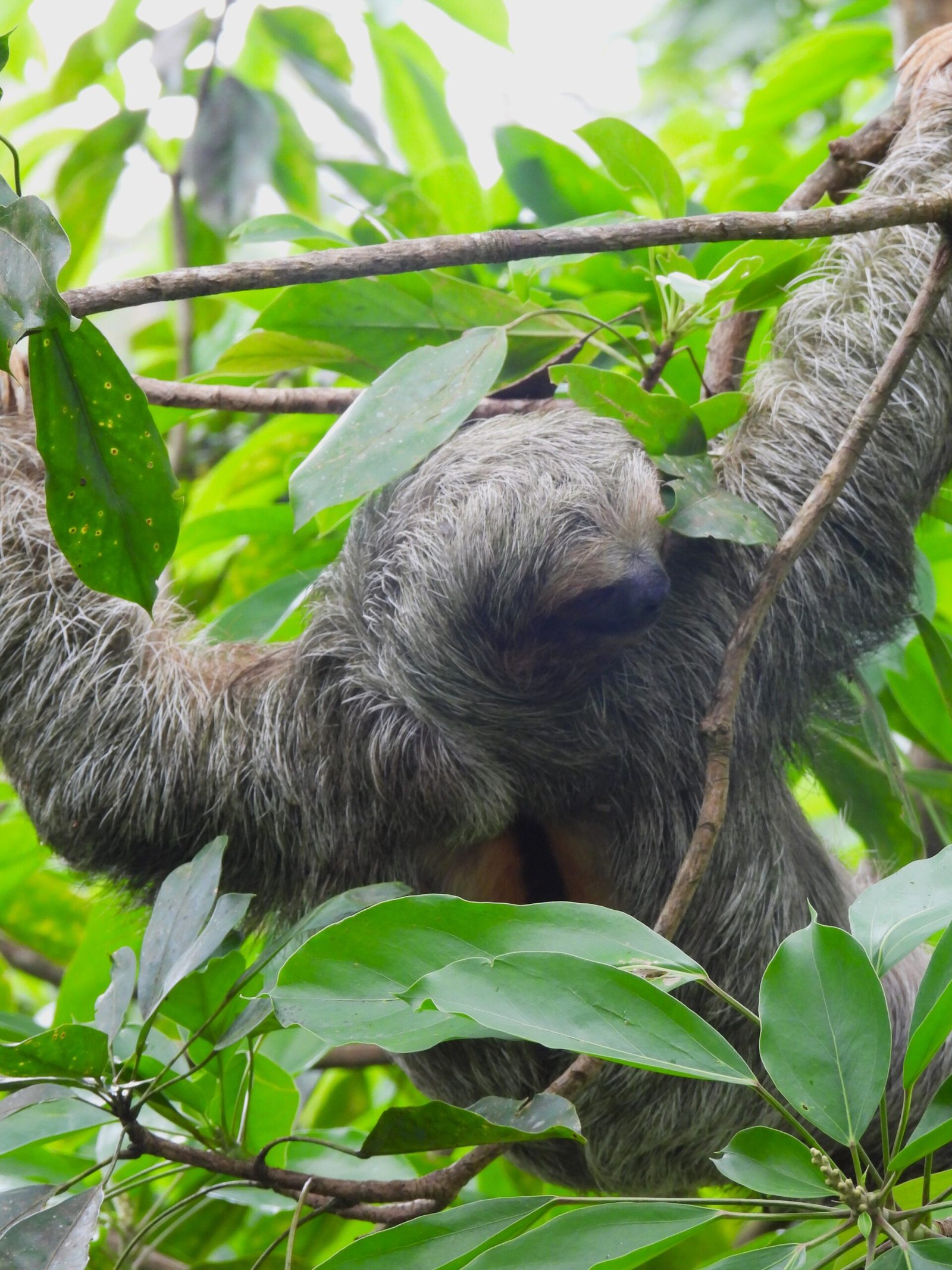 Sloth Watching Tour - Image 4