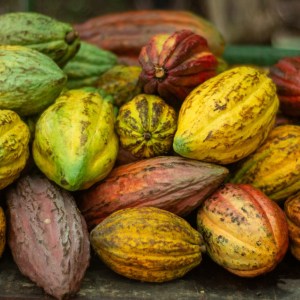 La Fortuna Guided Chocolate Tour