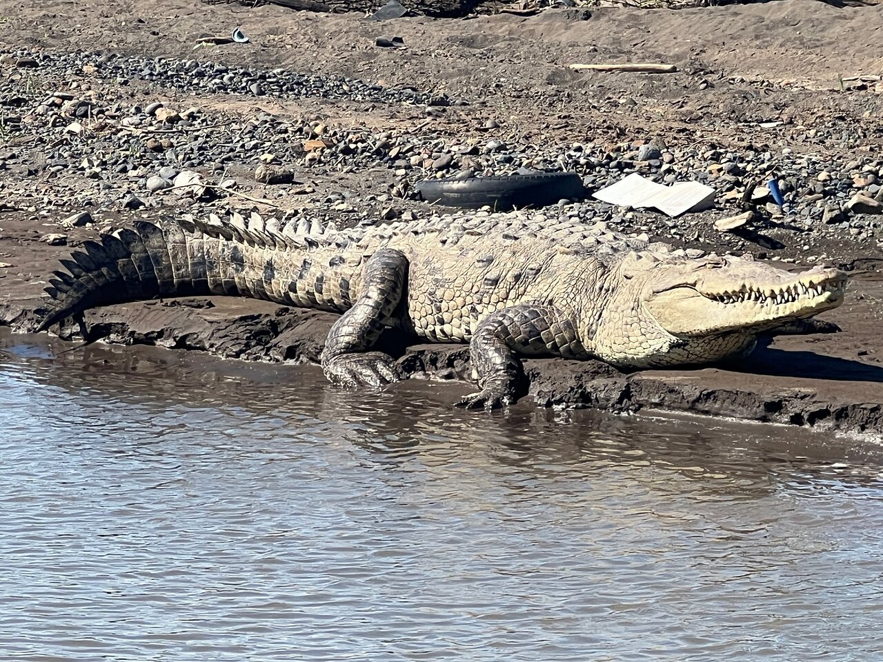 Tárcoles Crocodile Safari River Boat Tour - Image 3